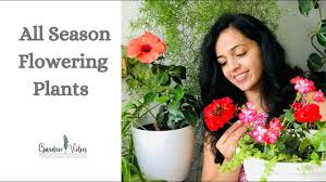 Aquarium live plants, steam plants product description: Best All Season Flowering Plants For Balcony Home Garden Garden Vibes By Pratiksha Youtube