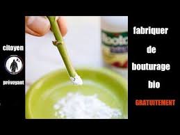 Dans le cas de gros bulbes, les plonger à sec dans la poudre, 0,10 g/ bouture, jusqu'au tiers de leur hauteur et secouer afin que seule leur base soit blanchie. L Hormone De Bouturage A Plusieurs Proprietes Qui La Rendent Utile Dans Le Jardin Elle Est Tres Benefique Au Nive Hormone De Bouturage Boutures Bouture Rosier