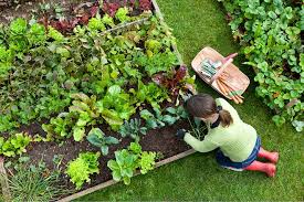 Le Secret Des Semis Successifs Calendrier Du Jardinier Jardinage Petit Potager