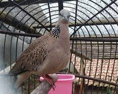 Download suara burung cici padi gacor untuk pikat atau masteran. 150 Gacorkeun Ideas In 2021 Canary Singing Sleep Therapy Sound Meditation