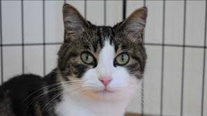 For a better value, adopt from humane society silicon valley, where adoptions include a full array of services to keep. Perfect Pet Pets Up For Adoption From Bay Area Animal Shelters Abc7 San Francisco