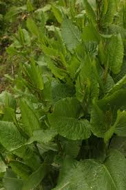 Image result for Rumex nepalensis