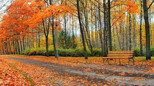 8k Uhd Fall Picture 8k Wallpaper Hdwallpaper Desktop Leaf Background Fall Pictures Park