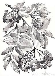 Rowan Branch Aquarelle Branch Drawing Drawings Leaf Drawing