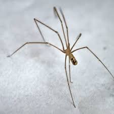 And yet they fail at their revenge yet again. Spiders In Nj Identify Prevent Control Chemtec Pest Control
