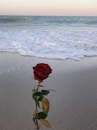 Check spelling or type a new query. Rose In Beach 750x999 Wallpaper Teahub Io