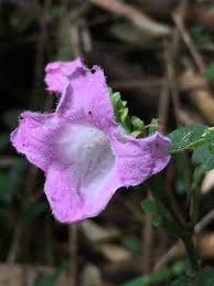 Image result for Acanthopale pubescens