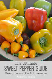 Make sure you're using a sanitized jar (or jars) for pickling the peppers. The Ultimate Sweet Pepper Guide Grow Harvest Cook Preserve An Oregon Cottage