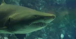 Uno squalo mako colpisce una barca nelle acque di Gallipoli: attimi di terrore per i pescatori