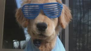 Contact richmond golden retriever breeders near you using our free golden retriever breeder search tool the search tool above returns a list of breeders located nearest to the zip or postal code you enter. Is This The World S Cutest Dog Blind Golden Retriever Puppy Ray Charles Becomes Online Star Youtube