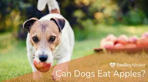 Even unsalted almonds can upset your dog's stomach or if the pooch in question is more sensitive, gastric intestinal distress. Can Dogs Eat Almonds Are Almonds Safe For Dogs Pawlicy Advisor