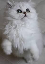 Same day delivery for all our kittens. Persian Kitten For Sale Washington