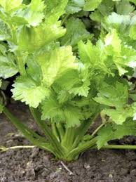 Wenn die knolle tennisballgröße erreicht hat, kann sie einfach aus der erde gezogen werden. Sellerie Ernte Kommissionierung Sellerie In Ihrem Garten Haenselblatt Com