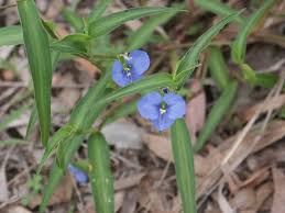 Image result for Commelina latifolia