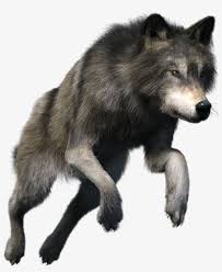 All images201 free images165 related images from istock36. Howling Wolf Clipart Free Wolf Free Transparent Png Download Pngkey