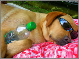 Image result for sieste