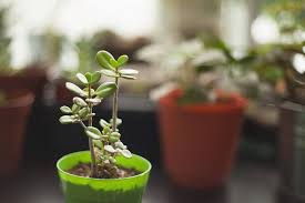 Little Glass Worlds On Instagram Little Leggy Jade Plant I Got From A Local Succulent Grower Whadda Cutie Can T Wait U Windowsill Garden Jade Plants Plants