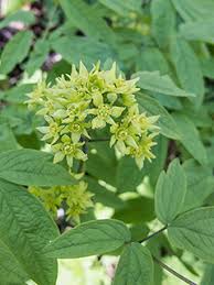 Image result for Blue Cohosh