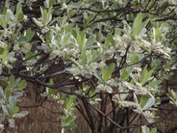 Image result for Terminalia sericea