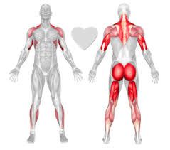 We did not find results for: Downward Facing Dog Exercise Technique Definition Freetrainers Com