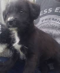 Your jackapoo puppy could inherit more characteristics of the poodle, or more of the jack russell terrier. Adorable Jack A Poo Puppies Chichester West Sussex Pets4homes