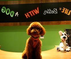 sevimli oyuncu kopek poodle pelus yavru kopek