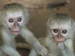 Fancy the monkey needs a troop for social interaction