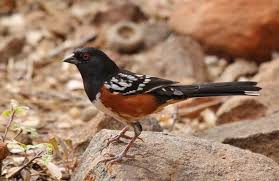 Identify birds in north america for bird watching or as a bird guide. Common Backyard Birds Of California Lists Photos Id What Birds Are In My Backyard