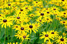 If you are thinking about starting a garden, planting perennials is one option that gardeners use to add color, aroma, and function to their gardens. The Surprising Meanings Behind Your Favorite Flowers Easiest Flowers To Grow Fall Plants Black Eyed Susan