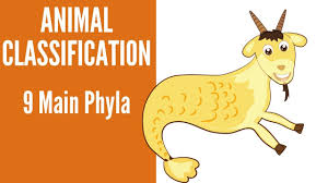 Animal Classification 9 Main Phyla Of Animals