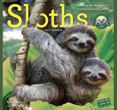 Image result for SLOTH