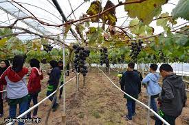 Some varieties are space savers, trailing from baskets and window. Kc Kwang Sons Grape Farm
