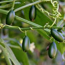 Image result for Cayaponia