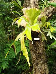 Image result for Platycerium stemaria