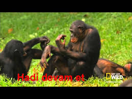 Ciftlesen Maymunlar Belgeseli Incicaps Com Sineklerin Tanrisi Youtube