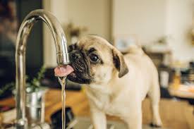 how safe is tap water for your dog