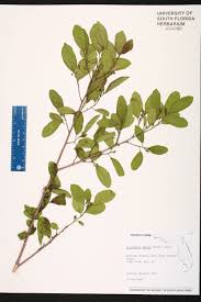 Image result for Flacourtia indica