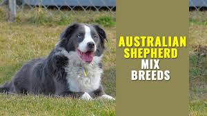 Find local australian shepherd dog puppies for sale and dogs for adoption near you. Australian Shepherd Mix 20 Interesting Aussie Cross Breeds Petmoo