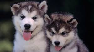 Do you have to pay back husky insurance. Siberian Husky Dogs Health Overview And Pet Insurance Options