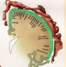 This cortex is located within the which is located in the postcentral gyrus of the parietal lobe, and lies behind the primary. Primary Somatosensory Cortex Psy3241