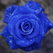 Contohnya seperti, ketika kamu menyukai seseorang tapi kamu menganggap orang yang kamu sukai tersebut tidak mungkin. Jual Benih Bibit Bunga Mawar Biru Blue Rose Import Kota Surabaya Alvinari Shop Tokopedia