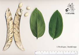 Image result for Canavalia ensiformis