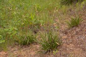 Image result for Xerophyta schlechteri