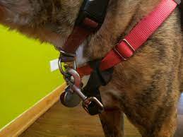 Why keep a dog and bark yourself? Dogs Who Get Out Of Harnesses Pet Harmony