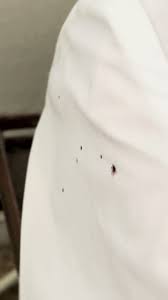 Image result for bed bugs droppings