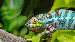 Our recently redeveloped practice has state of the art facilities such as digital radiography, ultrasonography, microscopy, electrosurgery, endoscopy, exotic animal. Avian And Exotic Vet In Metairie And New Orleans La