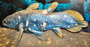 Top 10 Prehistoric Fish Alive Today Incredible Worldwide Ancient Fish Fish Pet Underwater Fish