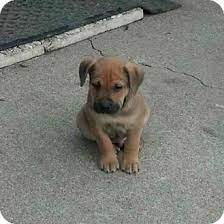 We did not find results for: Kalamazoo Mi Labrador Retriever Meet Lenny A Pet For Adoption