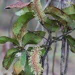 Image result for Faurea rochetiana