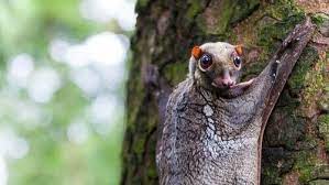 Molti animali sono ben diversi da quelli che conosciamo bene, e alcuni ci paiono decisamente stravaganti. Animali Arboricoli 5 Specie Che Vivono Sugli Alberi I Miei Animali
